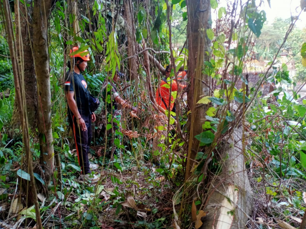 Pohon Tumbang di Banjar Kembang Sari, Desa Blahkiuh, Kecamatan Abiansemal Tanggal 04 September 2024